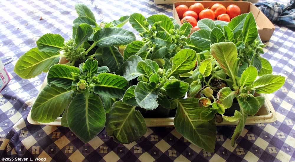 Gloxinias about to bloom