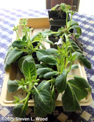 Gloxinias with seed pods