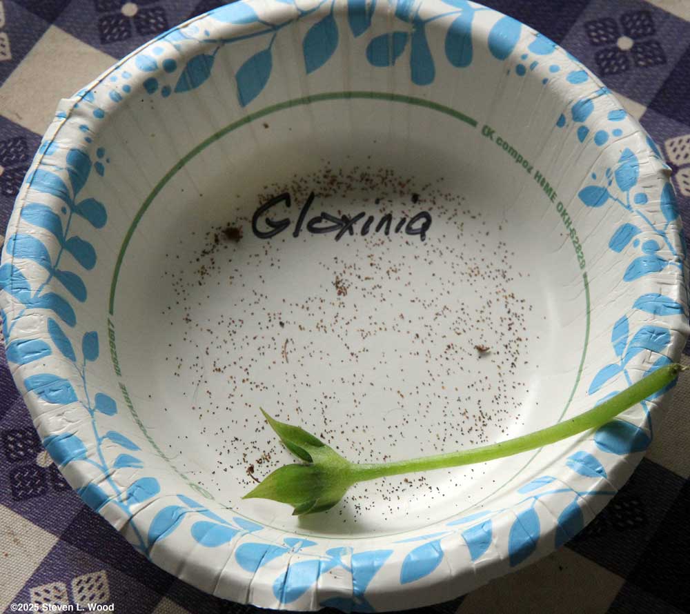 Gloxinia seed drying
