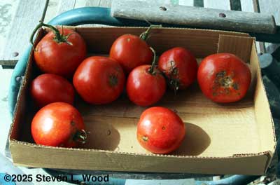 Tomatoes