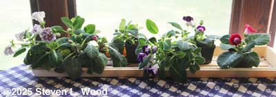 Gloxinias on dining room table