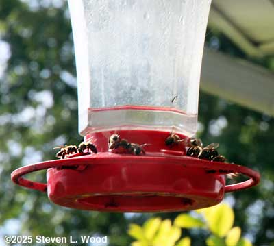 Honeybees on hummingbird feeder