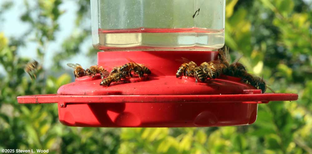 Honeybees on hummingbird feeder