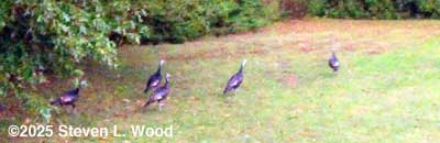 Turkeys in yard