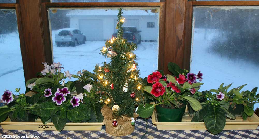 Christmas tree and gloxinias
