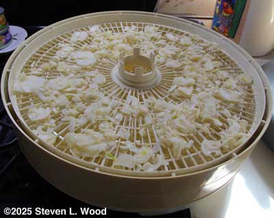 Chopped garlic on dehydrator tray