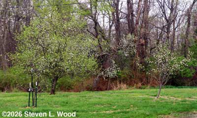 Apple trees in bloom