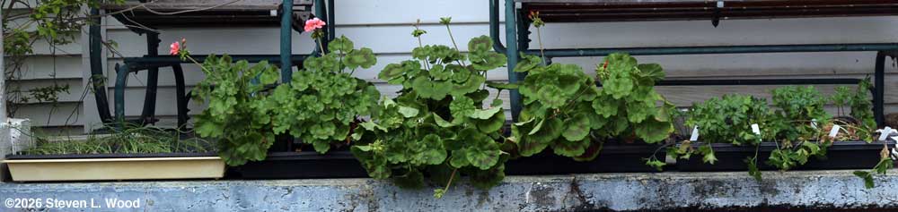 Transplants on back porch