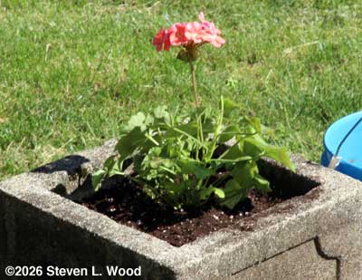 Geranium in planter