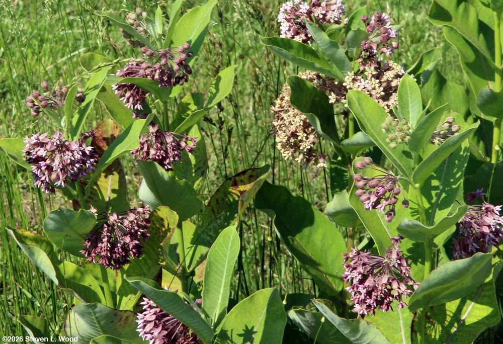 Milkweed blossoms