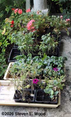 Transplants on porch