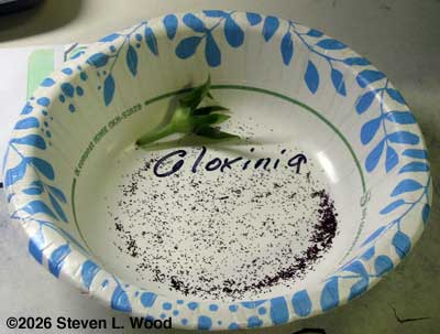 Gloxinia seed