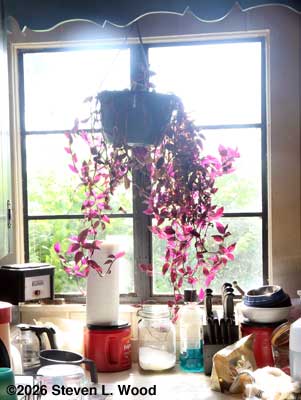 Old plant