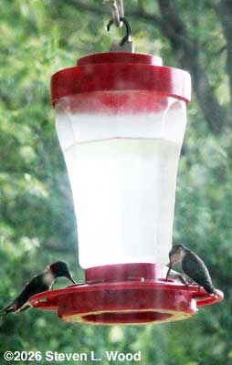 Hummingbirds at 32 oz  feeder