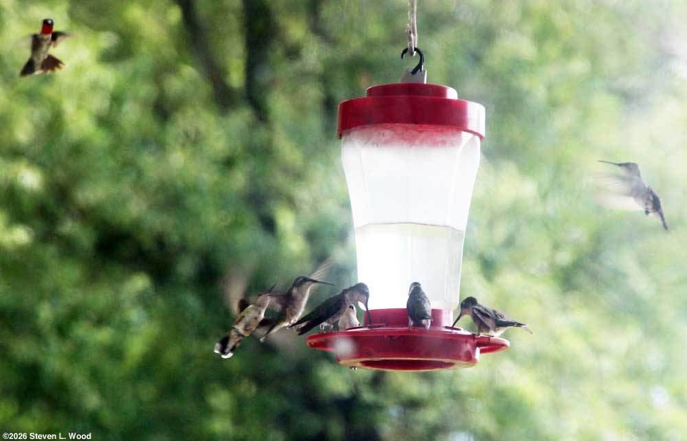 Hummingbirds at feeder