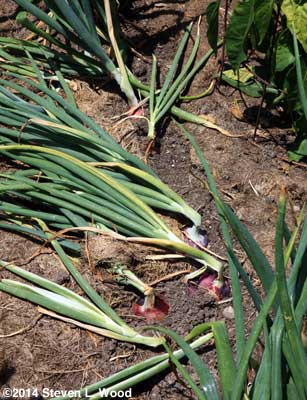 Red Creole tipped over weeks before our other onion varieites