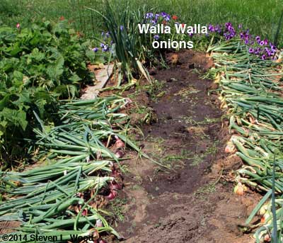 Walla Wallas still standing