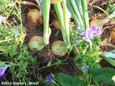 Copras onions crowded