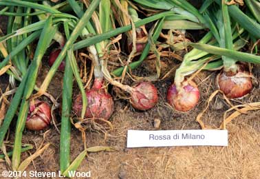 Rossa di Milanos in ground