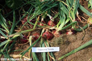 Tropeana Tondas in the field