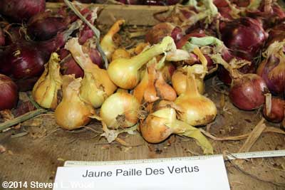 Juane Paille Des Vertus onions