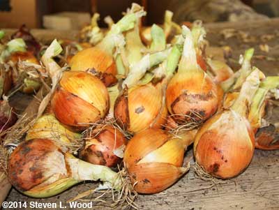 Copra onions