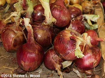 Rossa di Milano onions