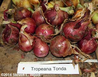Tropeana Tondo onions