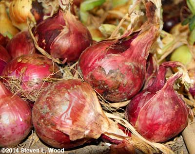 Tropeana Tonda onions