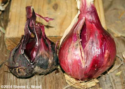 Tropeana Tonda splits