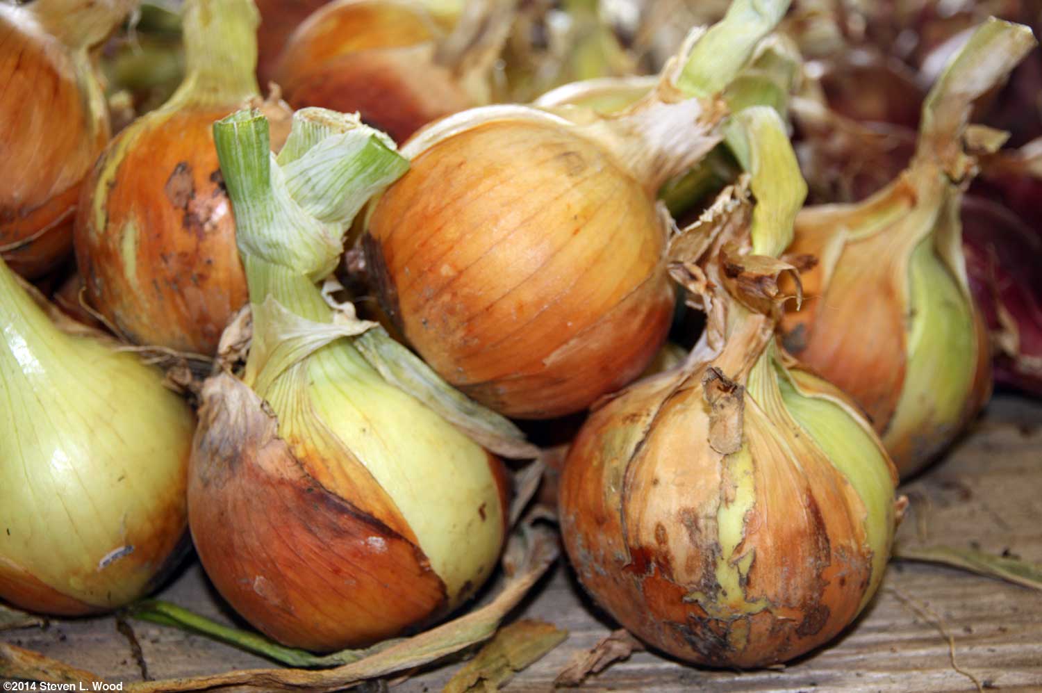 Senior Gardening Our 2014 Onion Trials