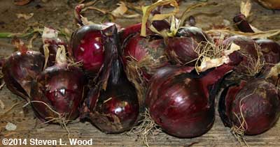 Southport Red Globe onions