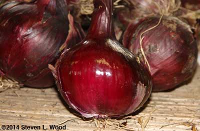 Incredibly glossy Southport Red Globe onion