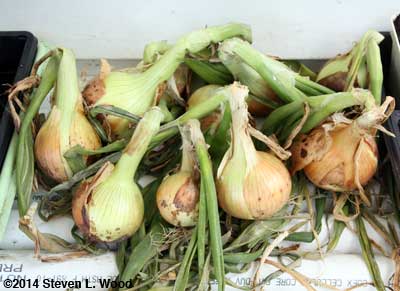 Walla Walla sweet onions