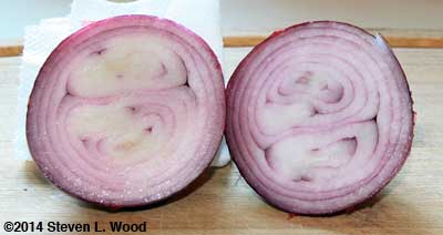 Cut Southport Red Globe onion