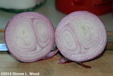 Cut Tropeana Tondo onion